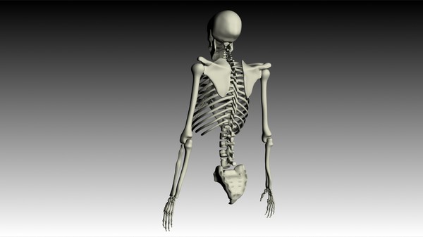 maya human skeleton - Skeleton (top) by philbert2286